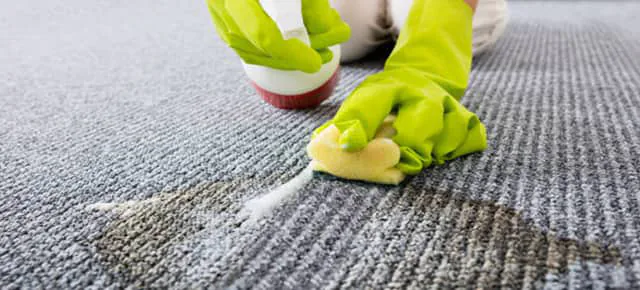 Pet Odor and Stain Removal service